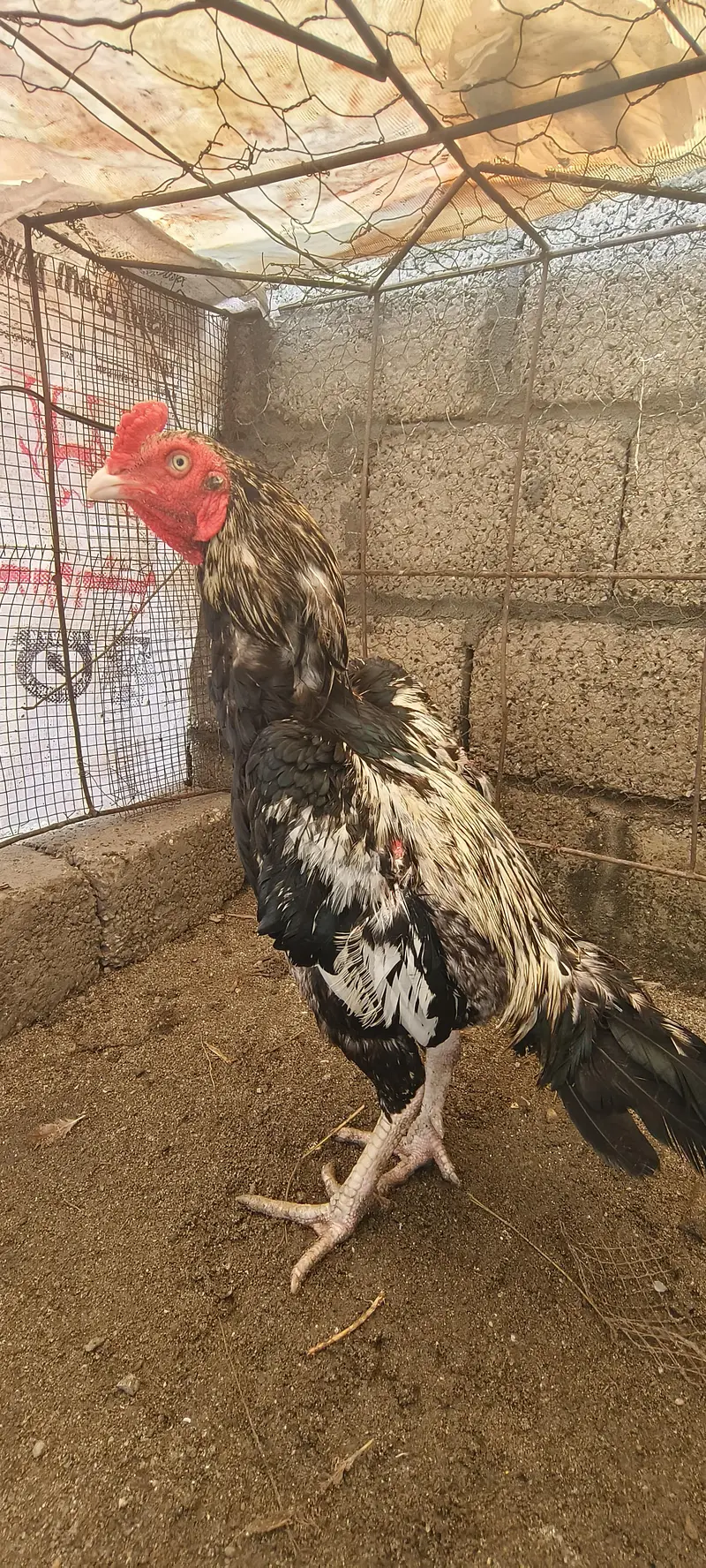aseel murga for sale — photo 2