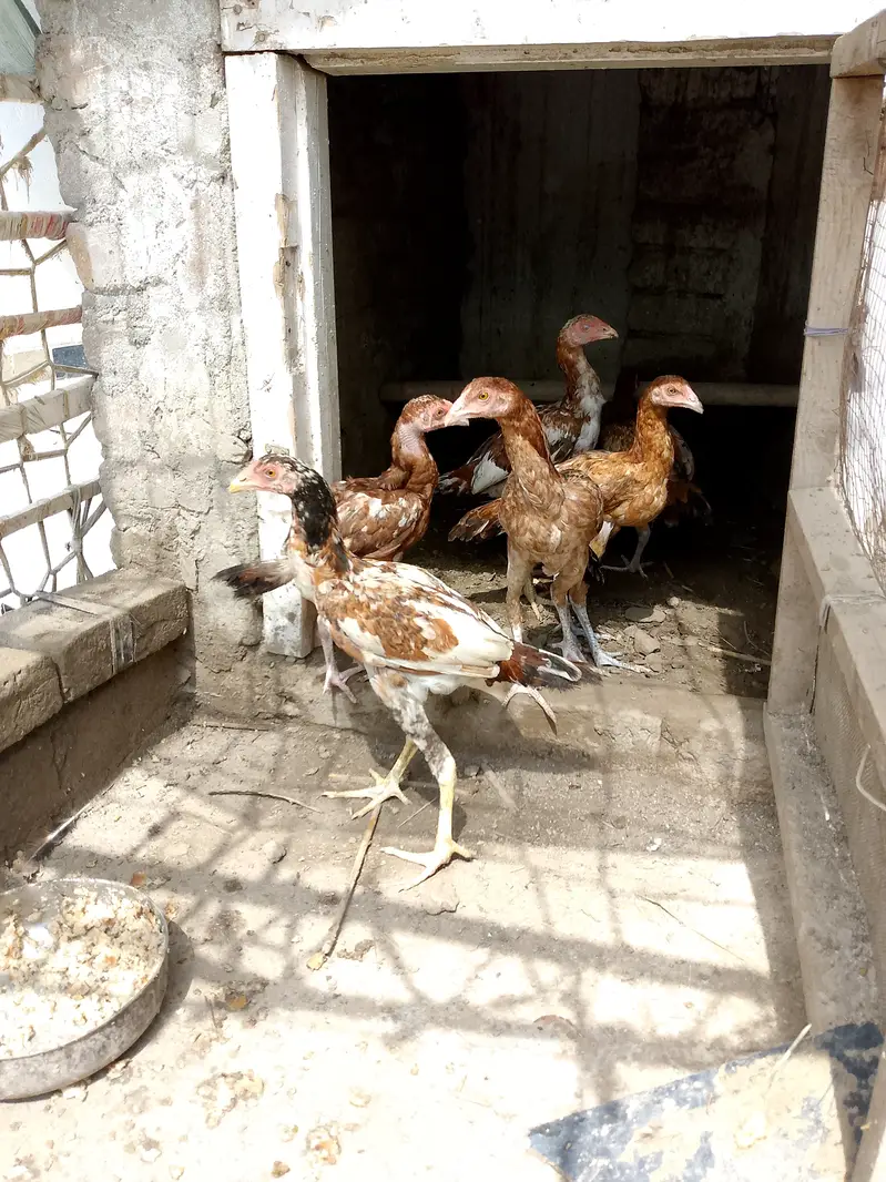 Aseel mroha — photo 3