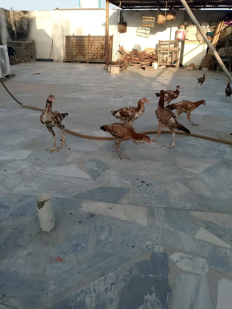 Aseel mroha — photo 4