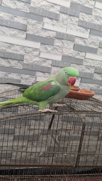 Female Raw Parrot