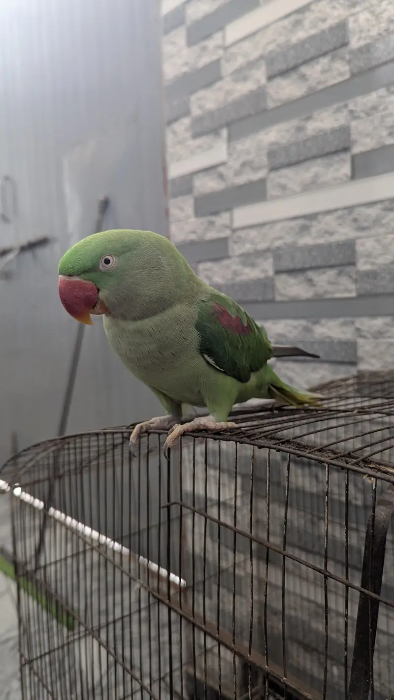 Female Raw Parrot — photo 2