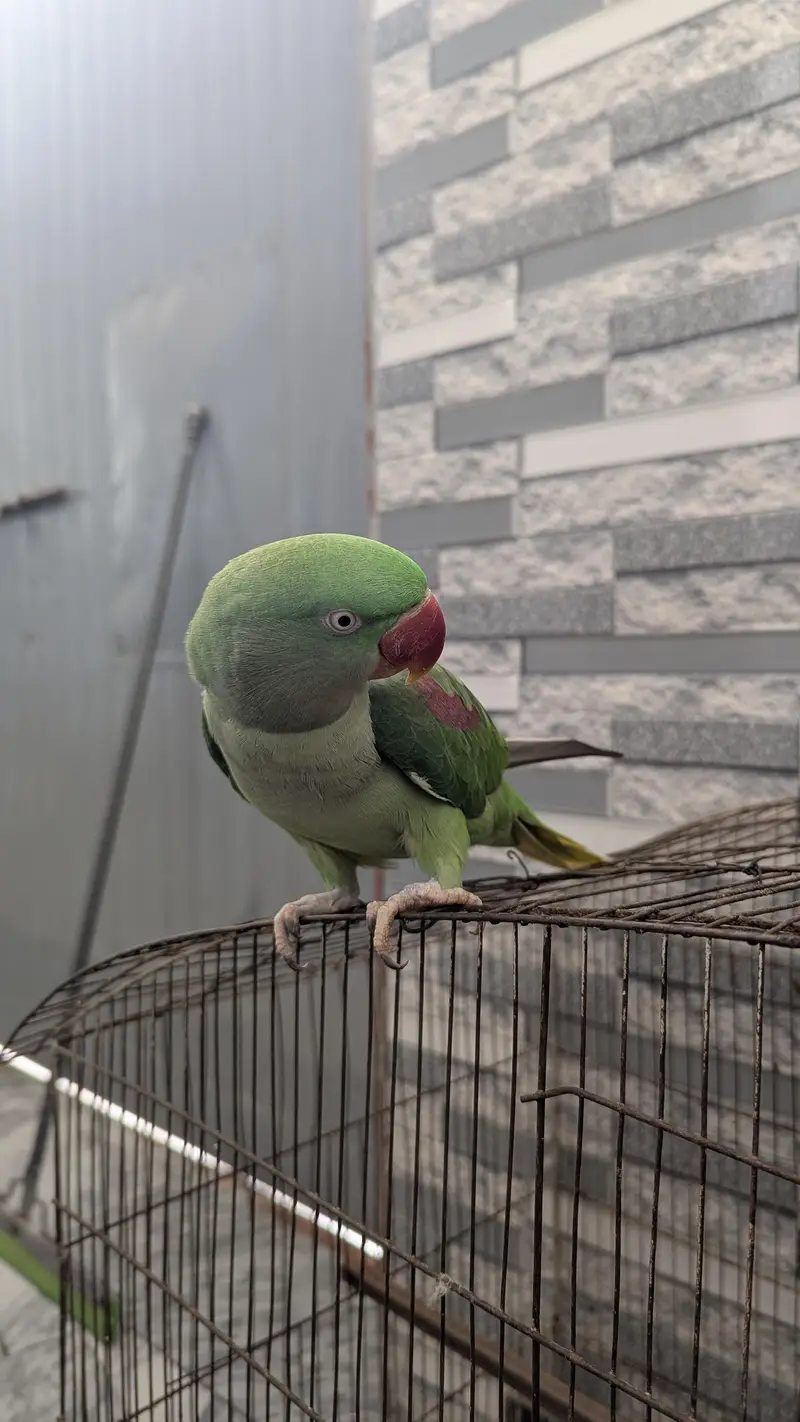 Female Raw Parrot — photo 3