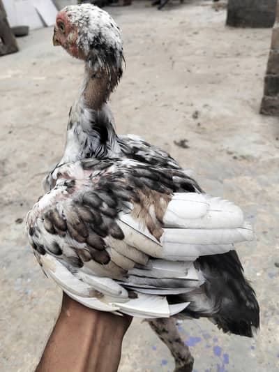 Shamo Cross Sindhi murgi blue eyes
