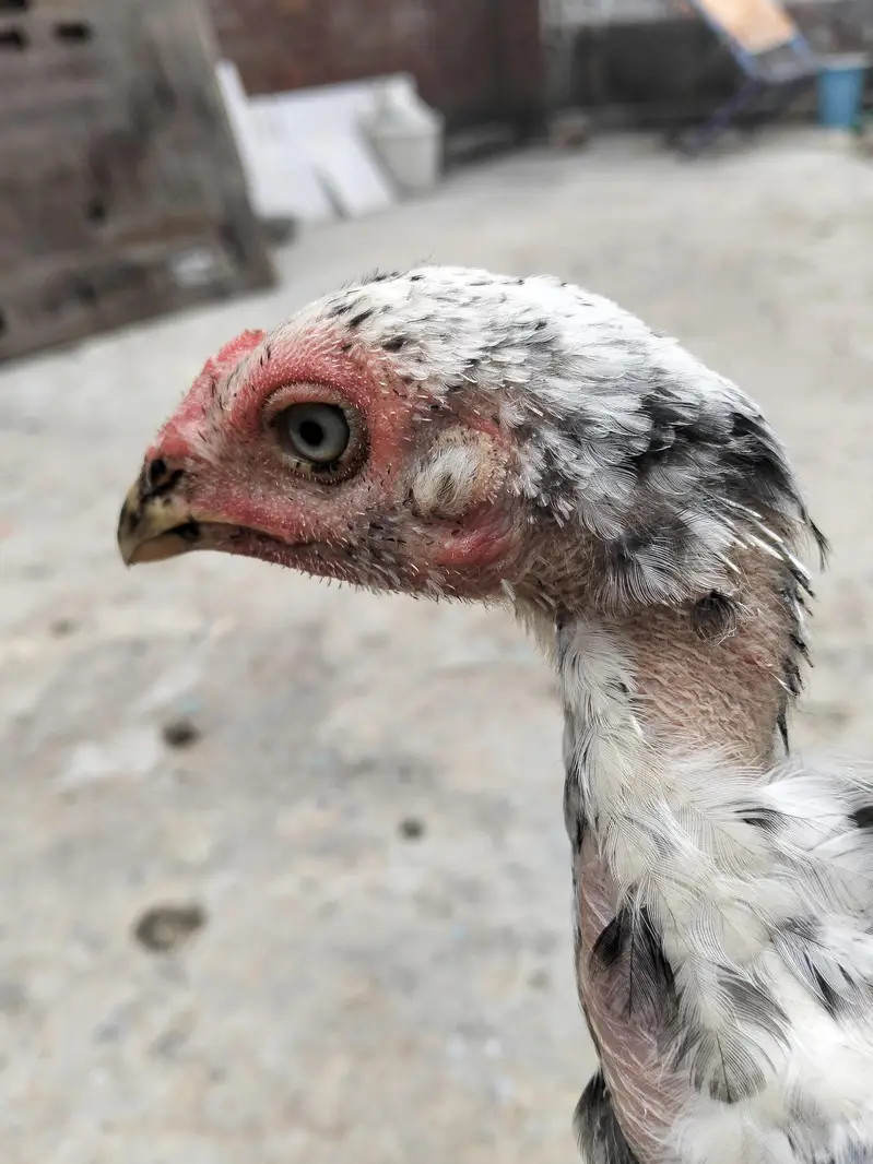 Shamo Cross Sindhi murgi blue eyes — photo 2