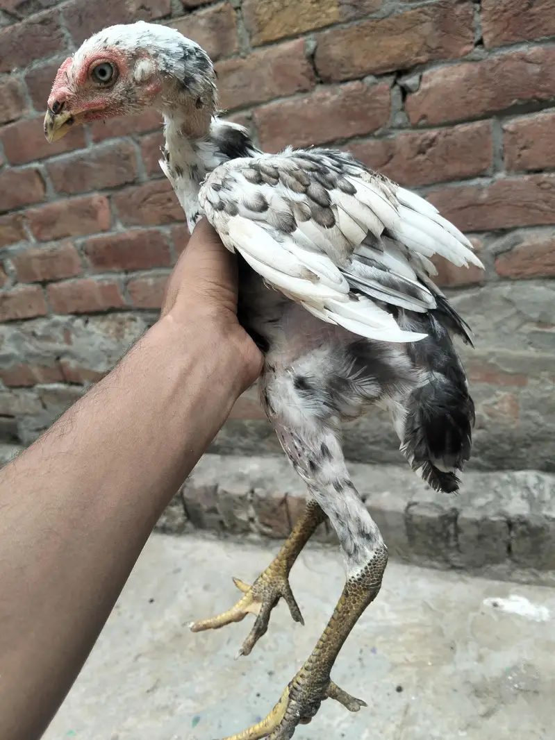 Shamo Cross Sindhi murgi blue eyes — photo 3