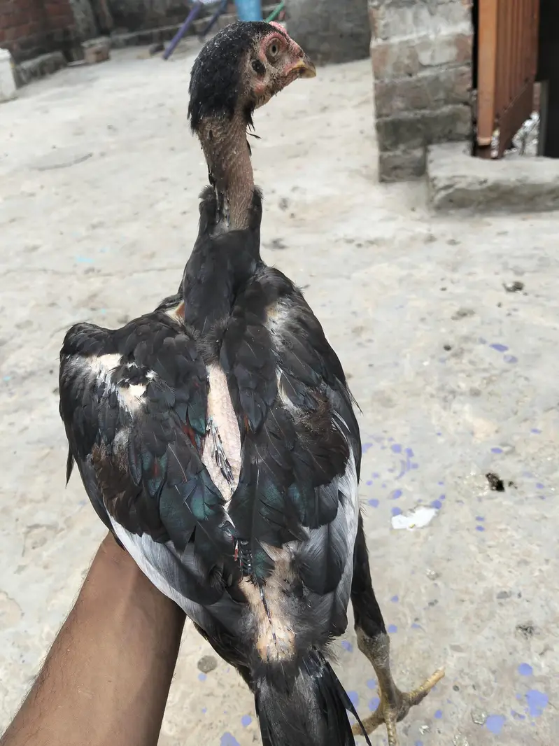 Shamo Cross Sindhi murgi blue eyes — photo 4