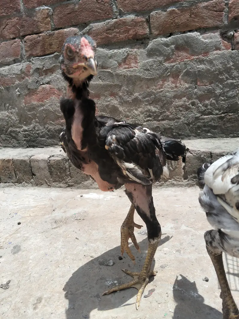 Shamo Cross Sindhi murgi blue eyes — photo 5