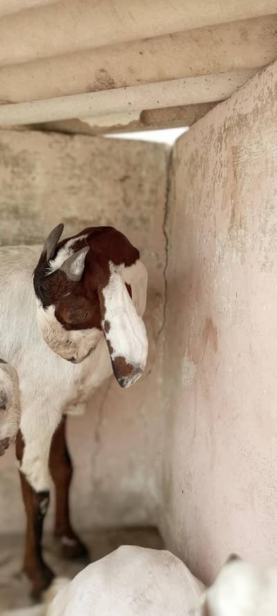 goat with 2 babies