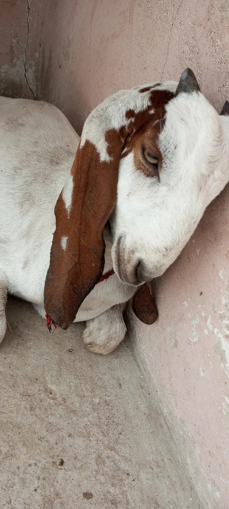goat with 2 babies — photo 2