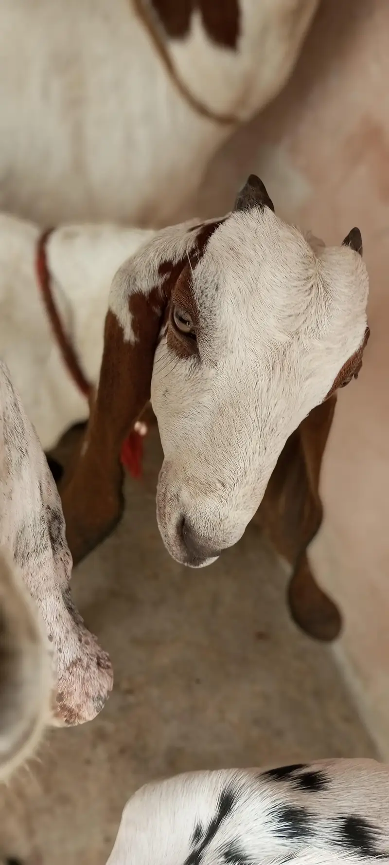 goat with 2 babies — photo 3