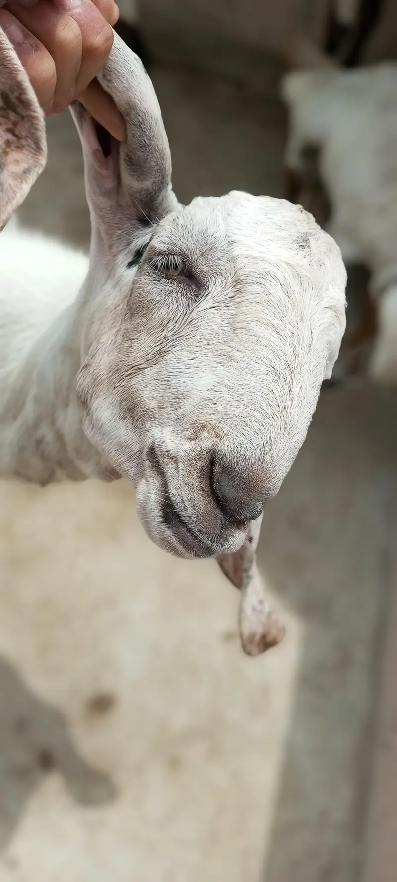 goat with 2 babies — photo 4