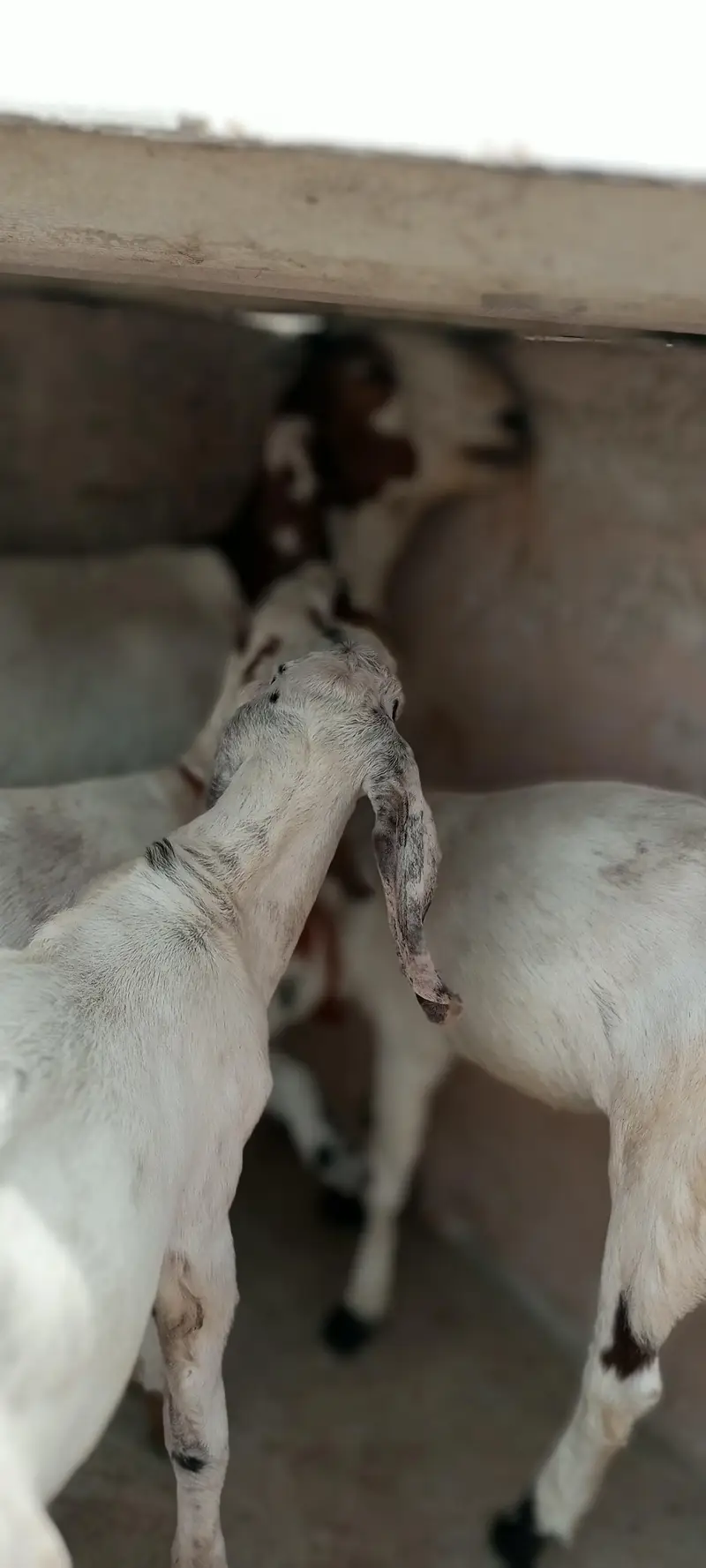goat with 2 babies — photo 5