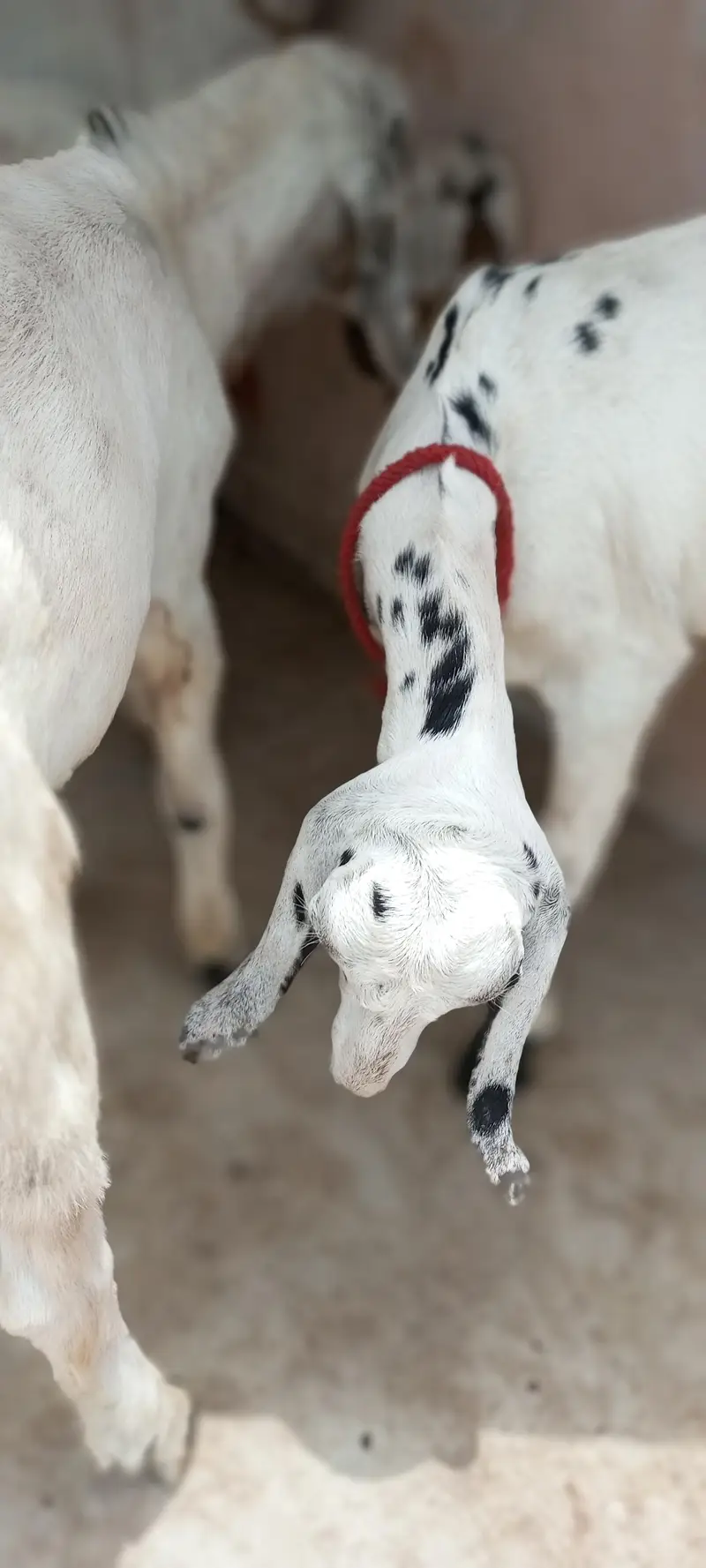 goat with 2 babies — photo 6
