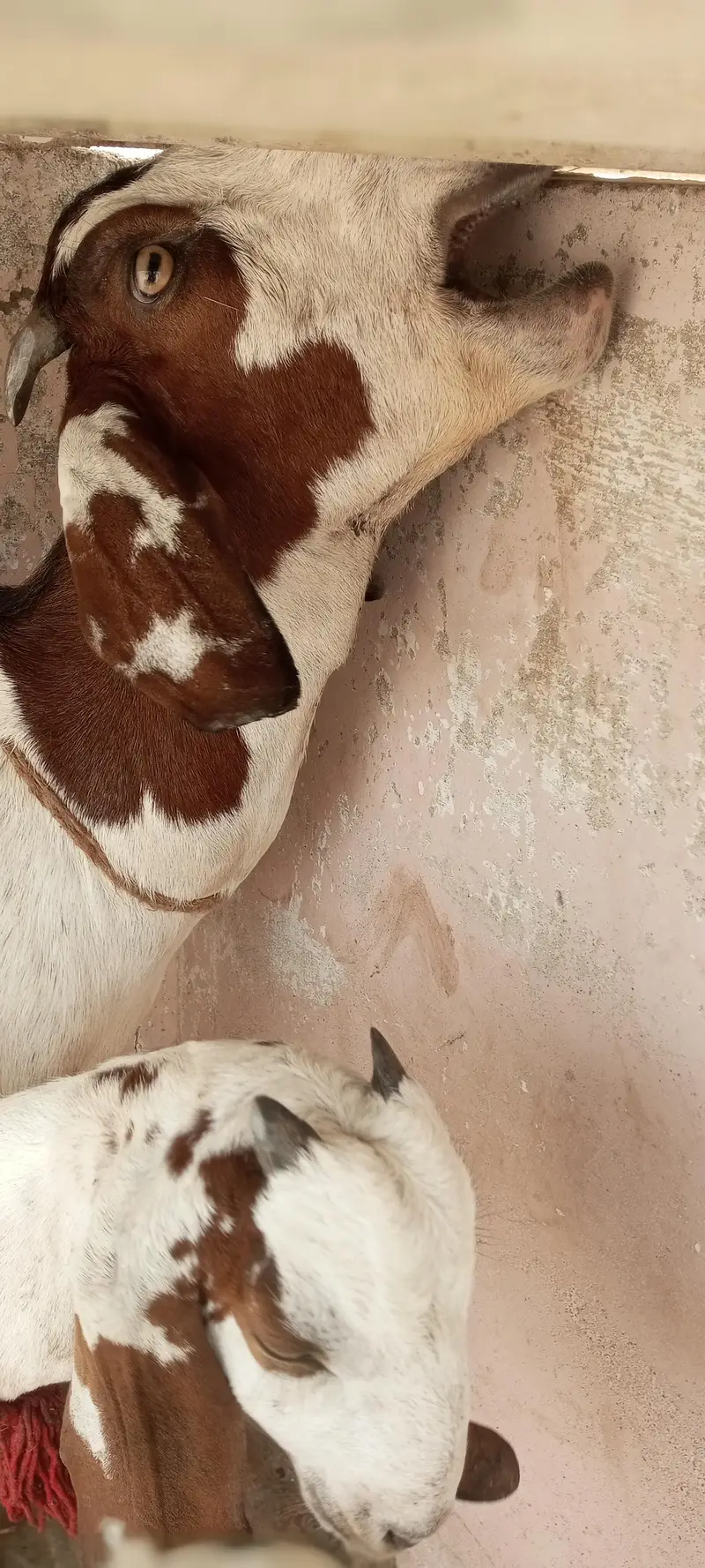goat with 2 babies — photo 7
