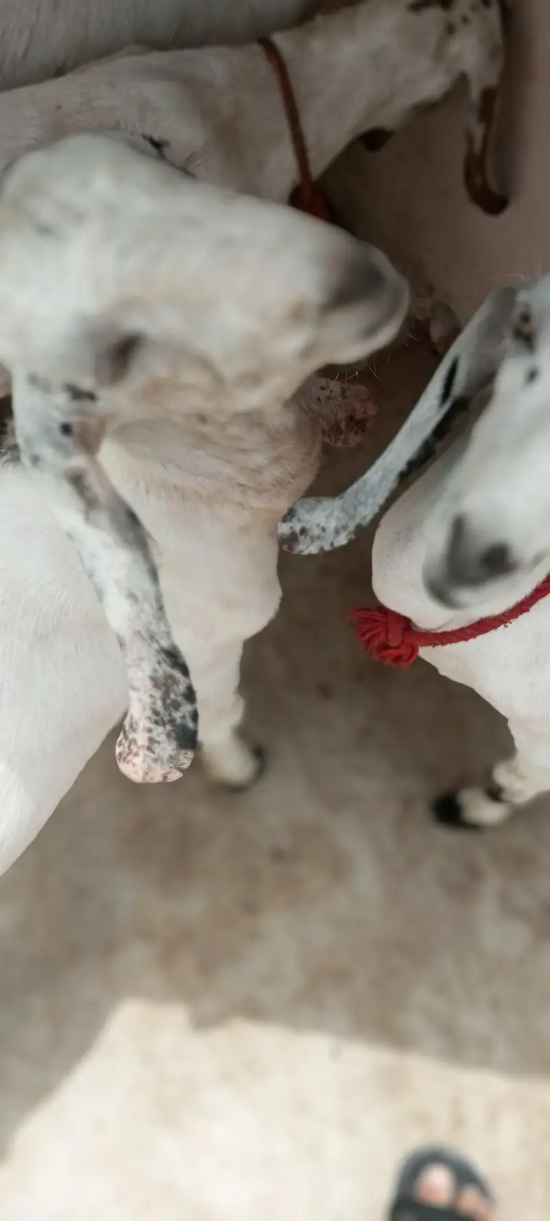 goat with 2 babies — photo 8