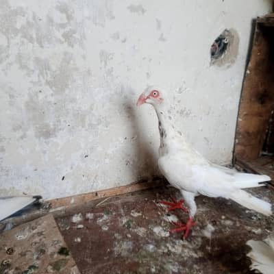 fancy pigeons for sale