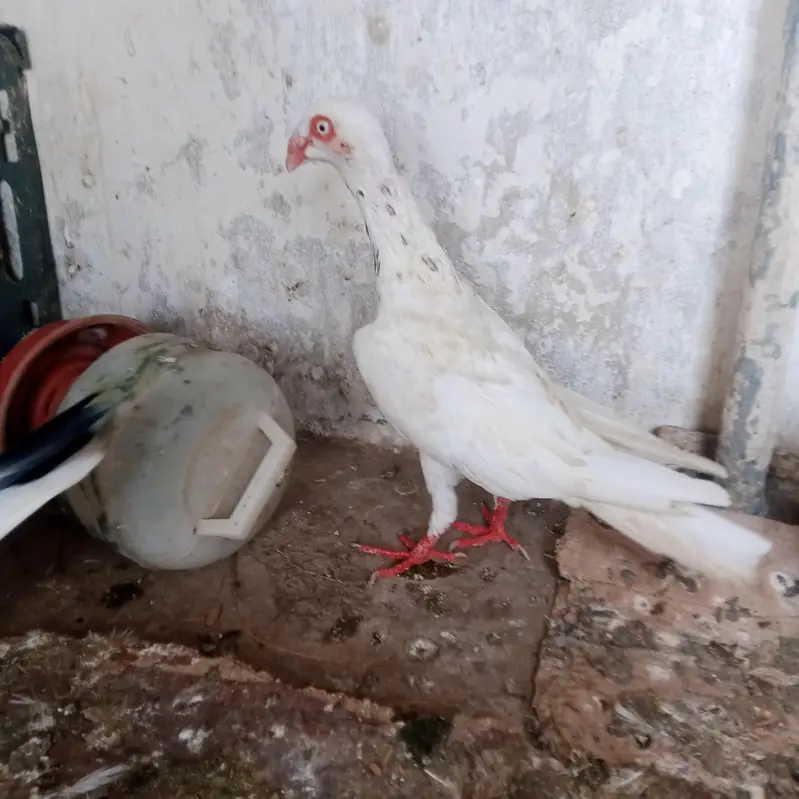 fancy pigeons for sale — photo 2
