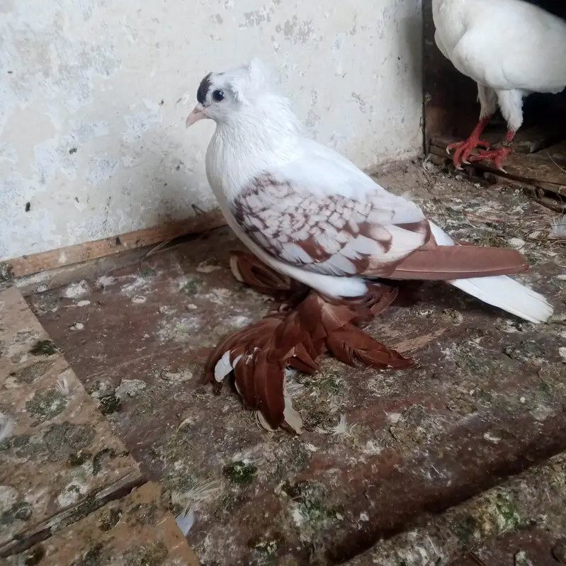 fancy pigeons for sale — photo 3