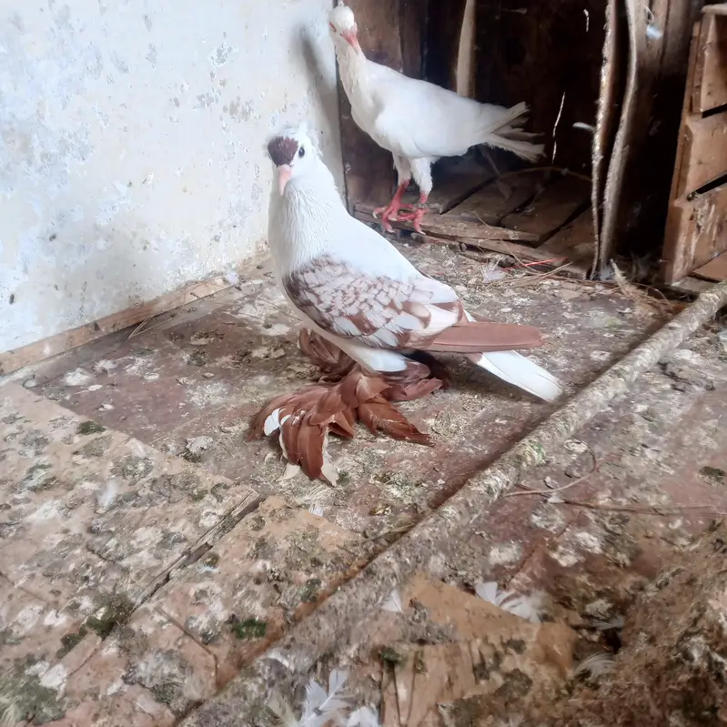 fancy pigeons for sale — photo 4