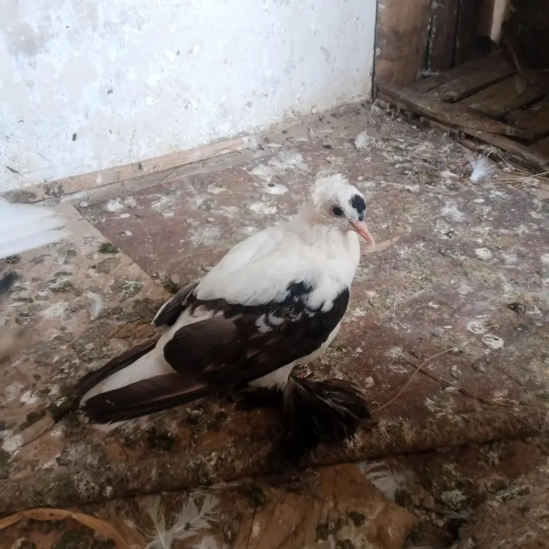 fancy pigeons for sale — photo 5