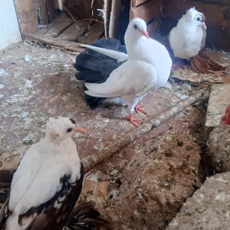 fancy pigeons for sale — photo 6