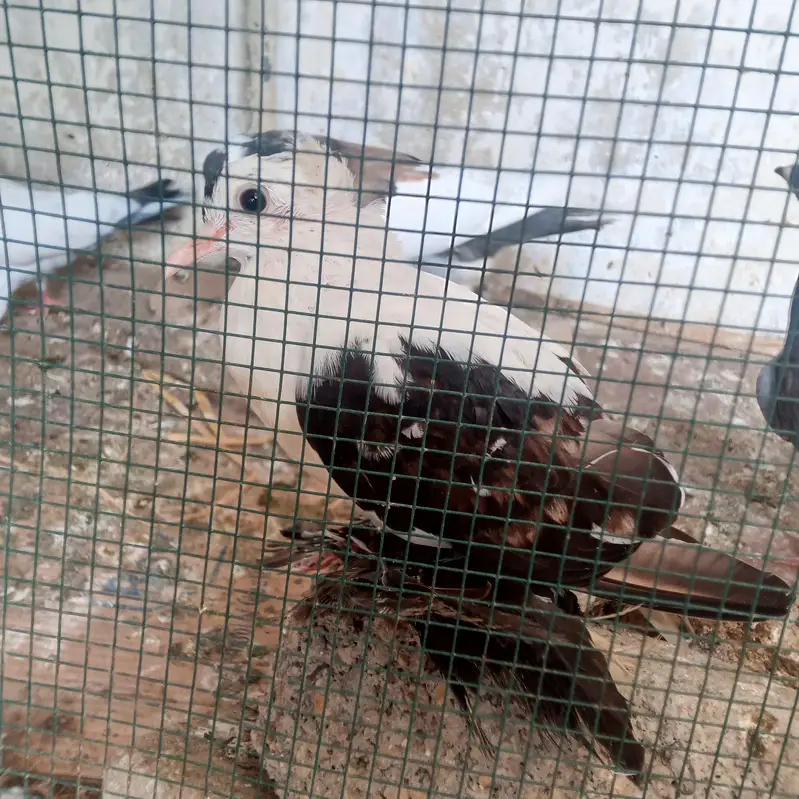 fancy pigeons for sale — photo 7