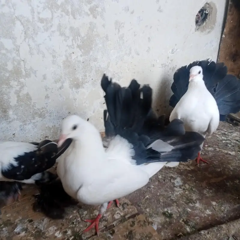fancy pigeons for sale — photo 8