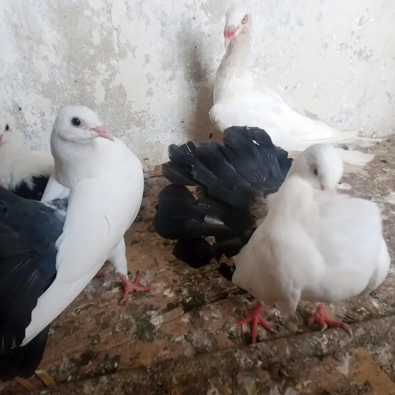 fancy pigeons for sale — photo 9
