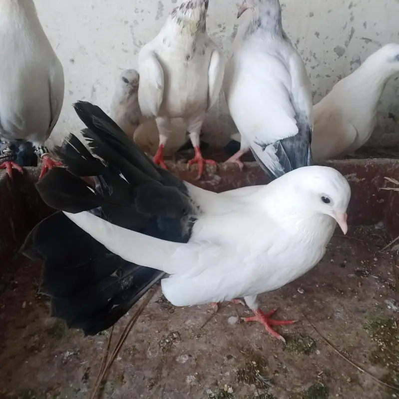 fancy pigeons for sale — photo 10