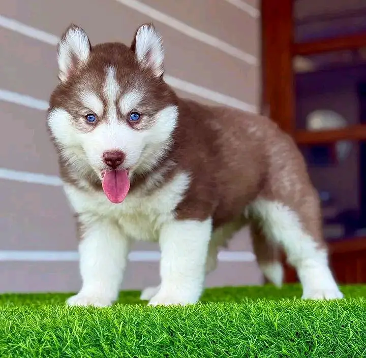 Siberian Husky  for sale — photo 2