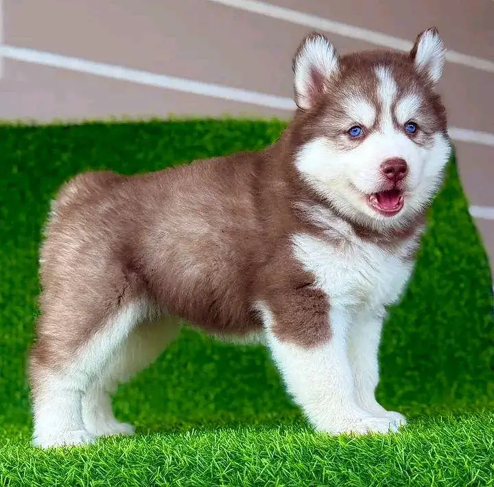 Siberian Husky  for sale — photo 3