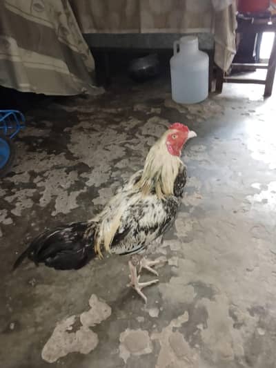 urgent sale