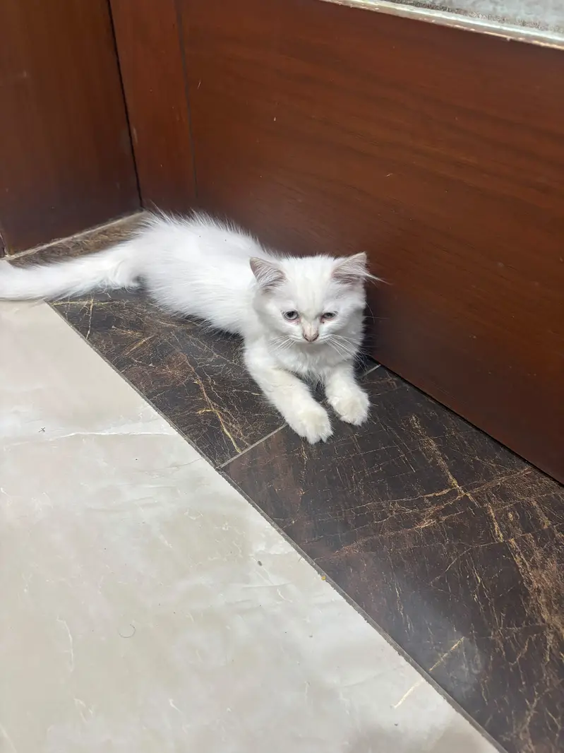 Persian kittens — photo 2