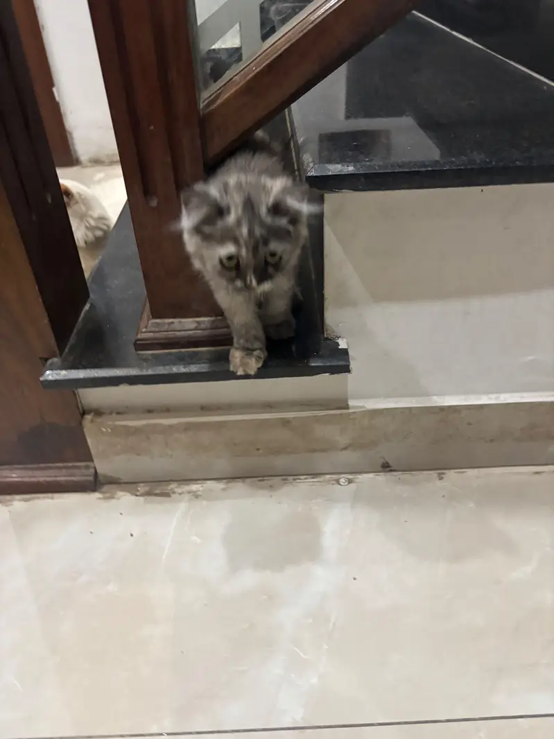 Persian kittens — photo 3