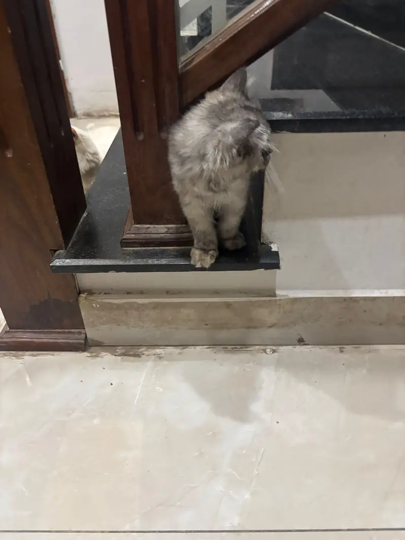 Persian kittens — photo 4