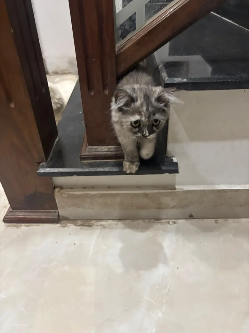 Persian kittens — photo 5