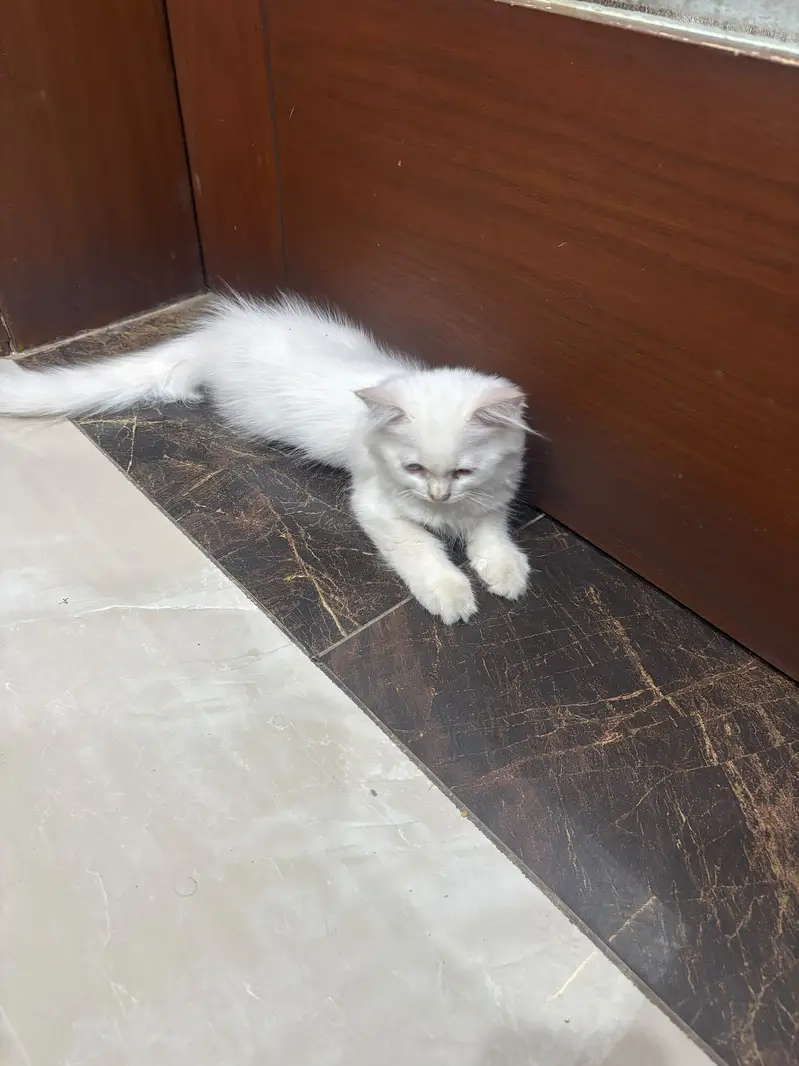 Persian kittens — photo 7