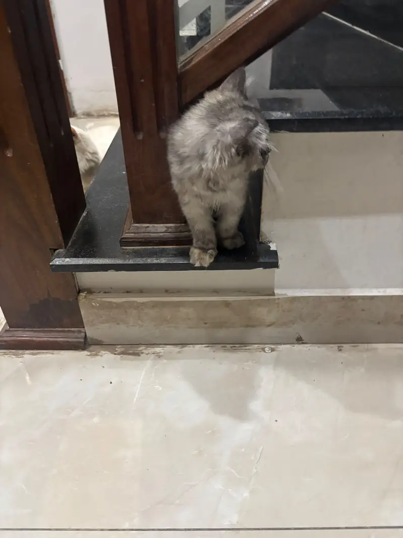 Persian kittens — photo 8