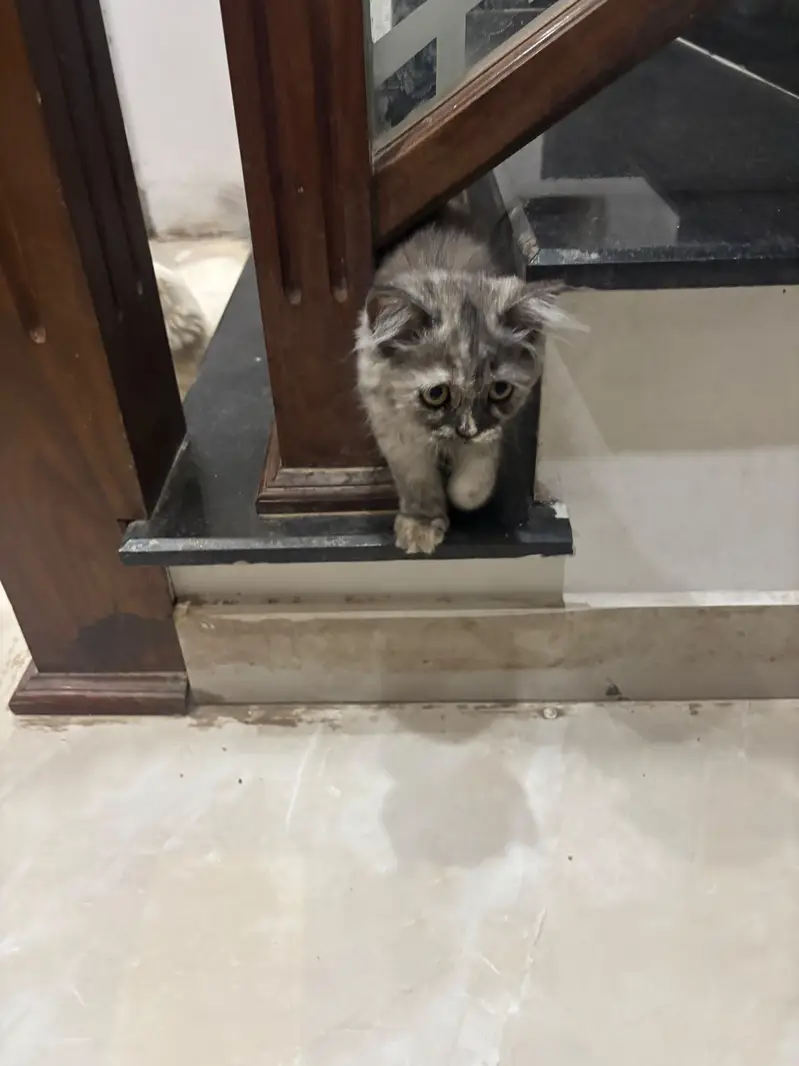 Persian kittens — photo 9