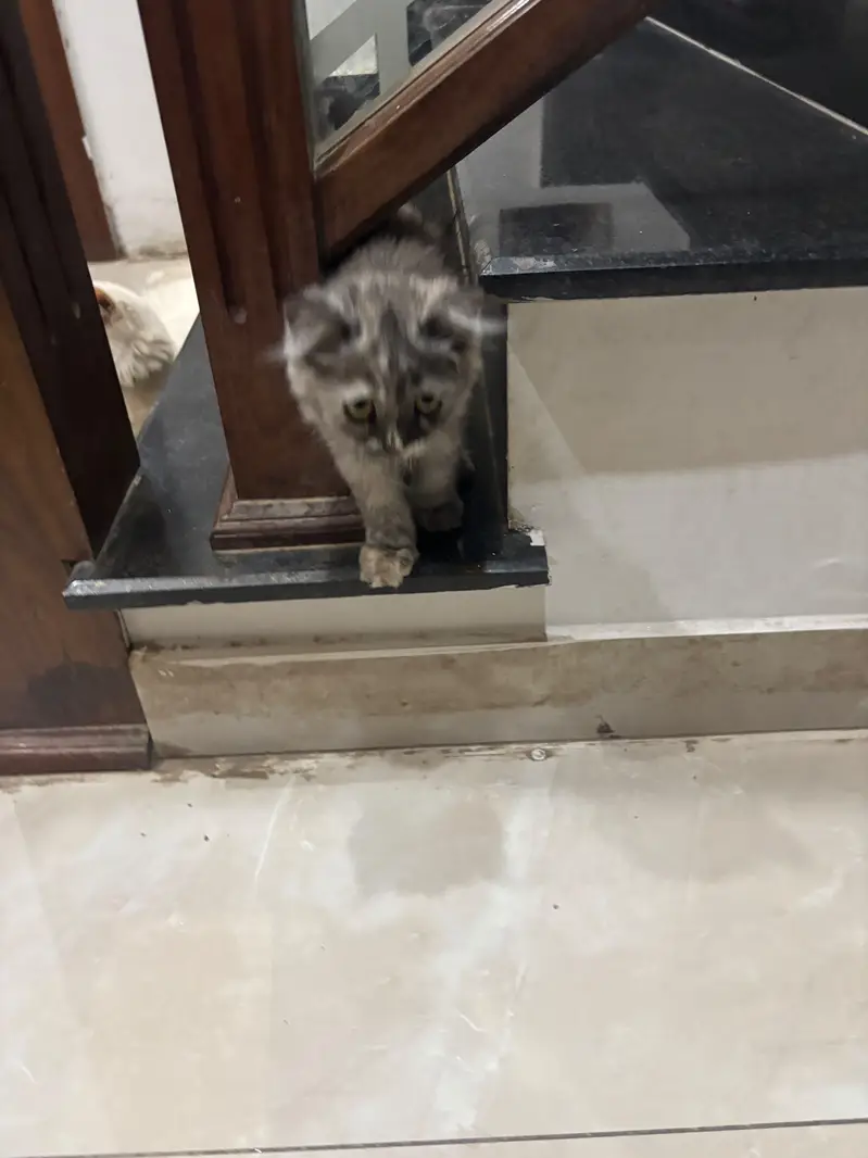 Persian kittens — photo 10