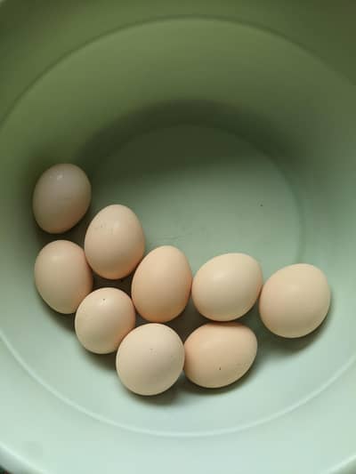 Fertile Aseel Eggs for sale