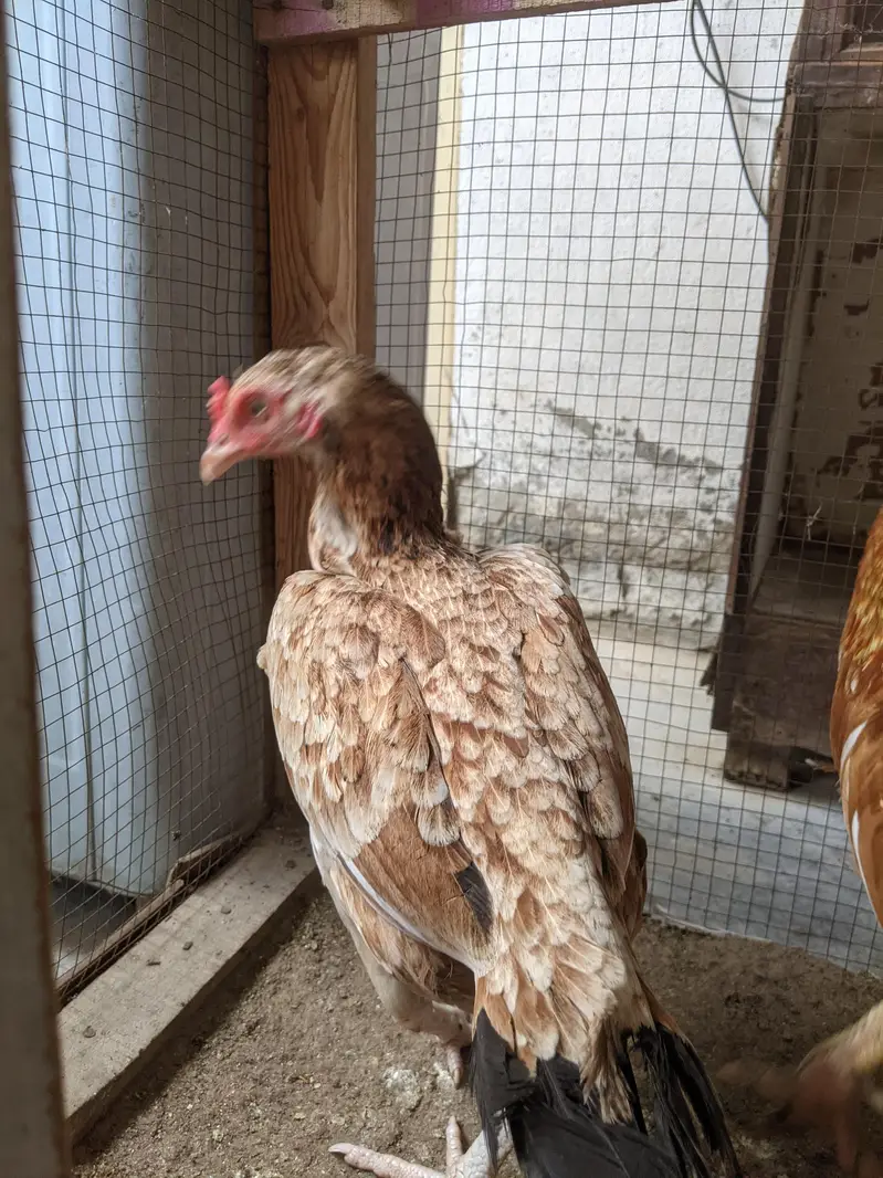 Fertile Aseel Eggs for sale — photo 2