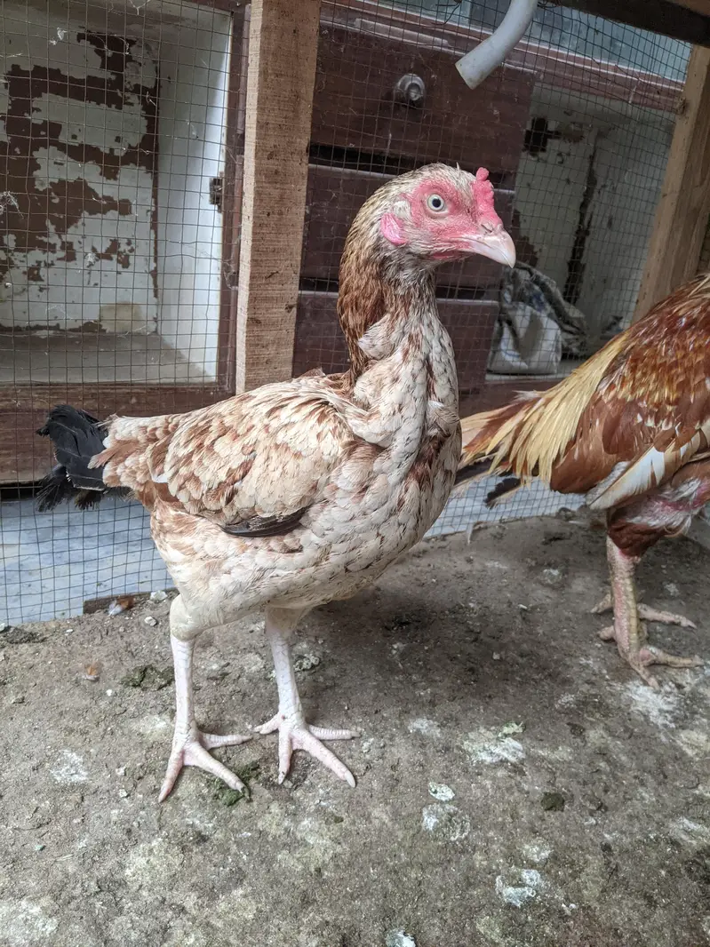 Fertile Aseel Eggs for sale — photo 3