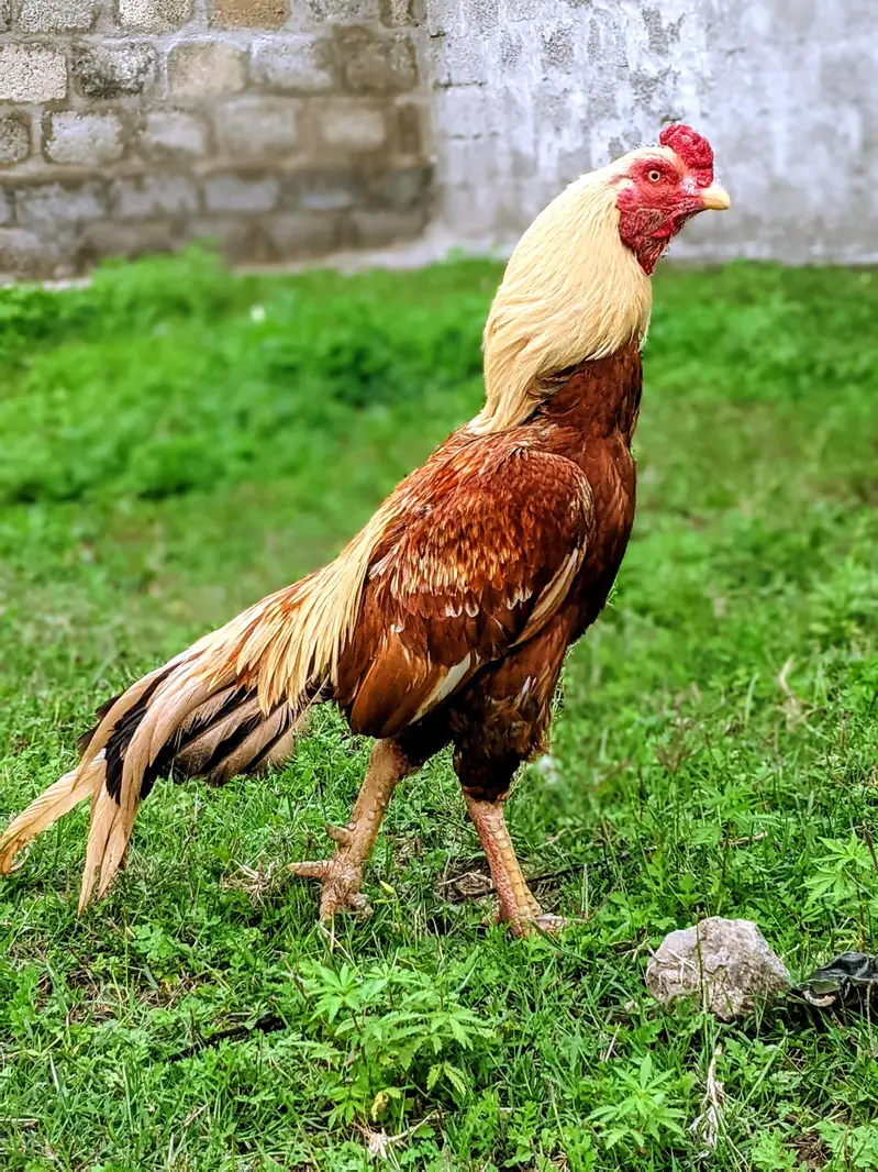 Fertile Aseel Eggs for sale — photo 4
