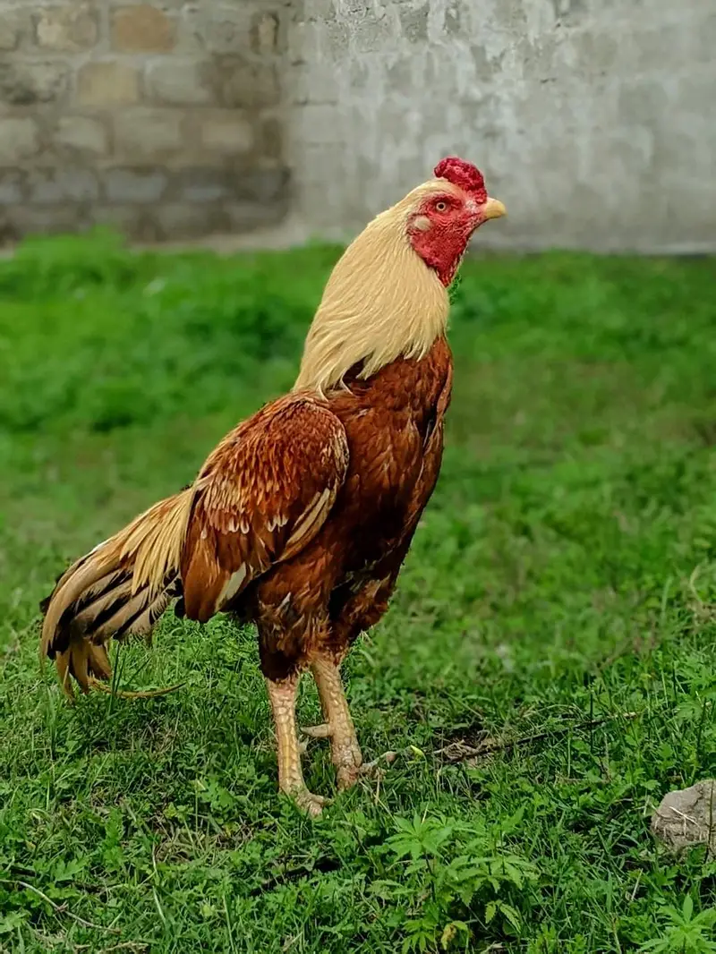 Fertile Aseel Eggs for sale — photo 5