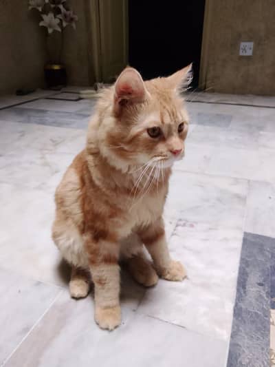 Doll face Persian cat for sale at reasonable price