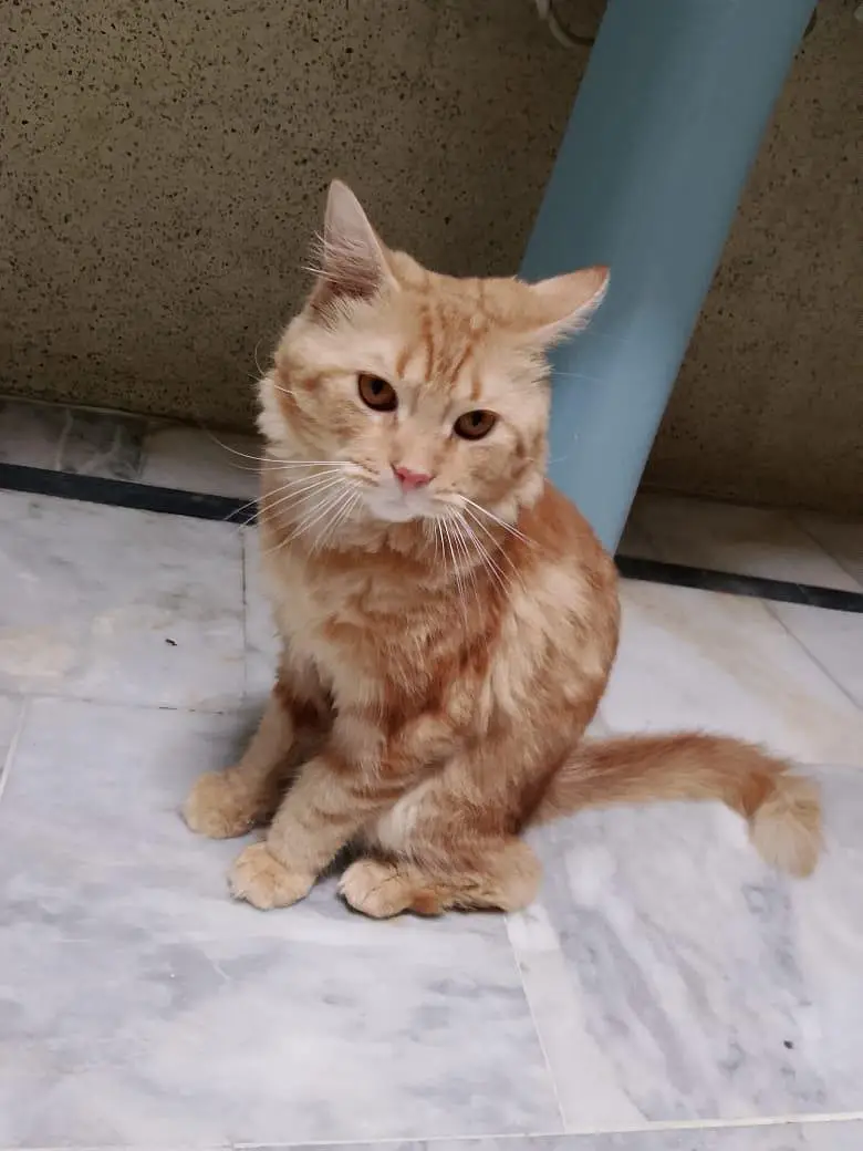 Doll face Persian cat for sale at reasonable price — photo 2