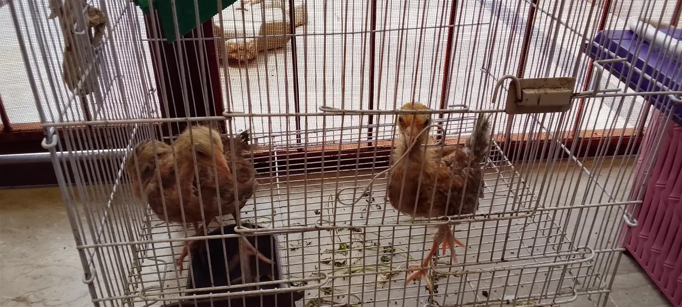Desi chicks chozay — photo 2
