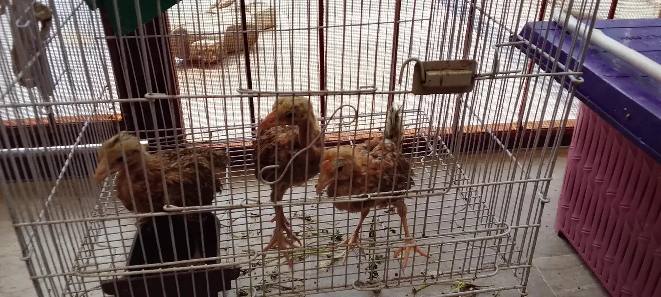 Desi chicks chozay — photo 3