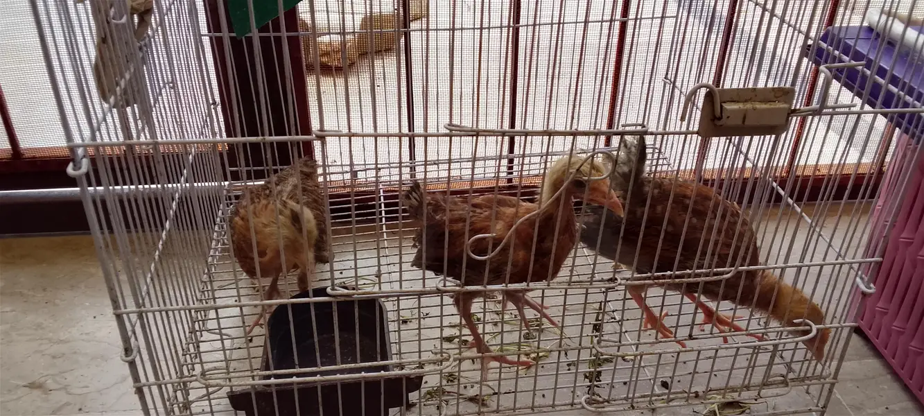Desi chicks chozay — photo 5